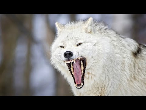 Arctic Wolf 🐺 The Legend of the Arctic!