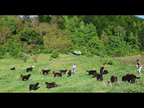 1550 de oi ȚIGĂI și 55 de câini ciobănești CORBI ai fraților Median din Prahova - super video 2020