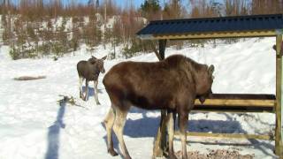 preview picture of video 'Feeding mooses in Isaberg Moose Park'