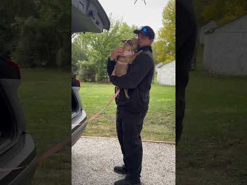 Surprendre mon petit ami avec un frenchie 🥹