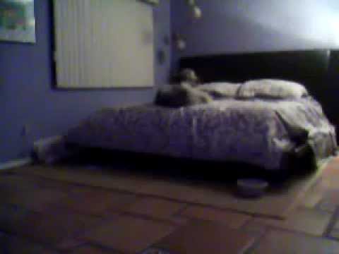Coral Springs Animal Hospital - Knowingly Maimed Dog with Unnecessary Procedure