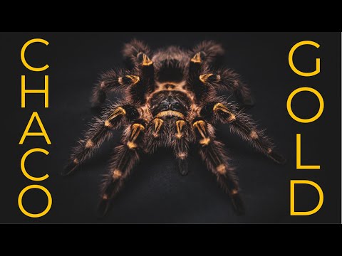 Chaco Golden Knee Tarantula: Life of the Grammostola pulchripes