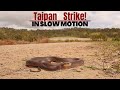 Taipan almost bites me!!!  Slow motion taipan strike.