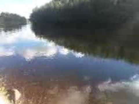 lax hoppar i Skellefteå älv