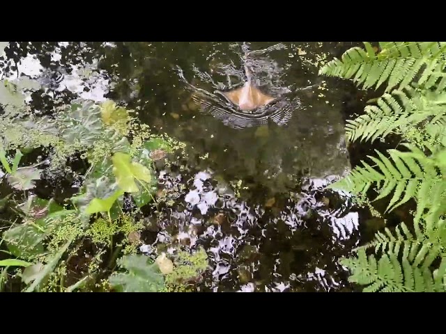 Video teaser for IMG 7839