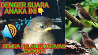 Download lagu SUARA PIKAT PELANDUK SEMAK ANAKAN | AMPUH UNTUK PIKAt mp3