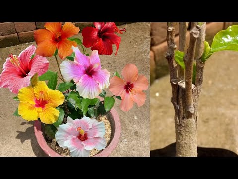 image-What do hibiscus symbolize?