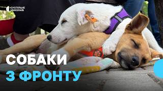 Выставка бездомных собак в Николаеве: 10 животных нашли новые дома