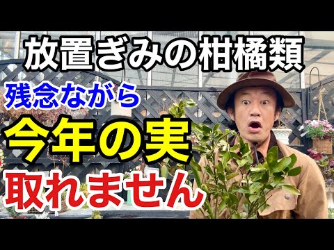 鉢のレモンの木を復活させる方法 風を守る 園芸用ベール プライバシースクリーン