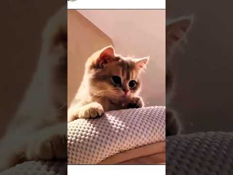 dog , bear and cat amezing dance viral video