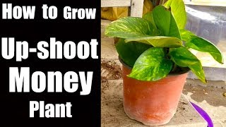 How To Make Coir Stick Coco Coir For Money Plant Coir Stick For - how to grow up shoot money plant mon!   ey plant from cutting