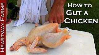 How to Gut a Chicken | Heartway Farms | Cornish Cross Chicken Processing | Prepping a Chicken