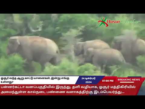 ஓசூர் வந்த ஆறு காட்டு யானைகள், இன்று எங்கு உள்ளது?  hosur elephant news