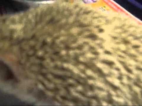 Norberto the Great Unibrowed Hedgehog