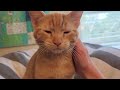 My Orange Tabby Kitten S Meow Is Little But His Purr Is Big