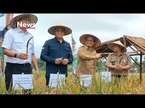 DESA MANDIRI NAMANG GELAR UPACARA ADAT MUROK JERAMI