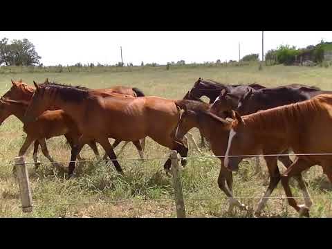 Campo Militar Los Cerrillos MUNDO ECUESTRE - B2 PROGRAMA 23/12/2017