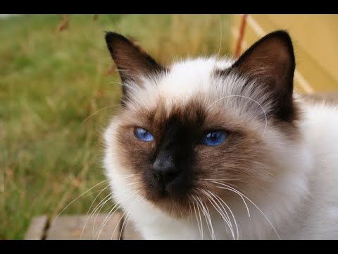 [Birman] What to Know Before You Buy Birman || Birman Personality