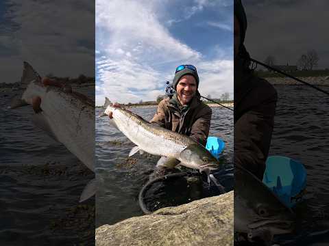 Big sea trout ! fly fishing on the coast 🎣🔥