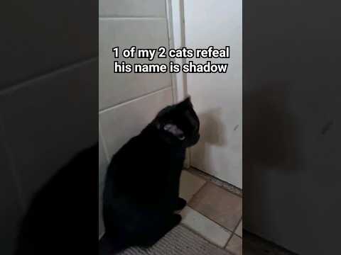 cat reveal #cat #dragon #art #paperdragons #spacegang #paperart