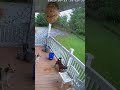 Security Cam Captures Dogs Attacking a Wasp Nest Gone Wrong #CaughtOnCamera #ViralShorts