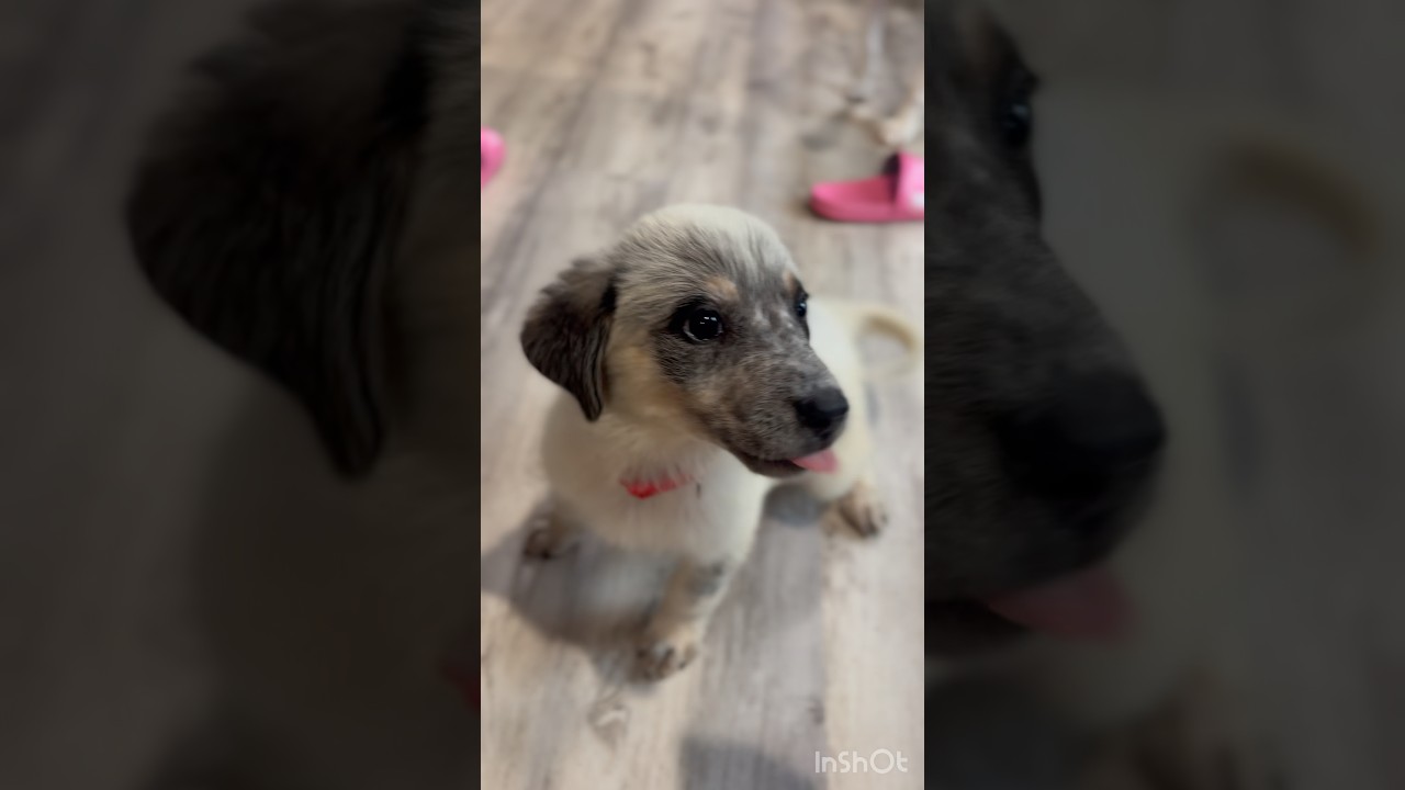 Enlarge Bella, an adopted mixed breed in Severn, MD video 3/6