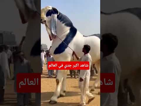 شاهد اكبر جدي في اسواق العالم #اكسبلور #ترند#سوق_المواشي #اكسبلور