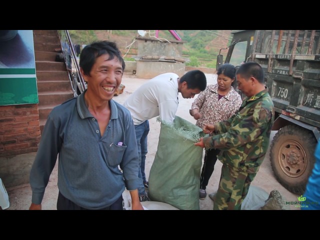 Как делают настоящий красный чай. Юньнань, округ Пуэр. Часть Вторая. Ферментация чая