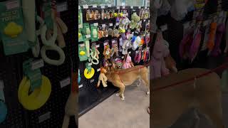 Video preview image #1 Labrenees Puppy For Sale in Overland Park, KS, USA