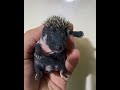 A Baby Hedgehog Yawn