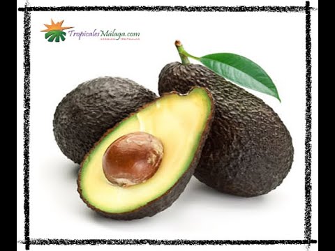 Aguacate V/ Bacon (Persea Americana) - vídeo