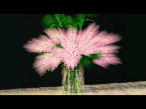 Til Kolare, Myths of a Thistle - The Shepherd (live at Sofar Leipzig)