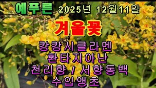 예푸른 25년 12.11) 신상 겨울꽃 환타지아난 캉캉시클라멘 수입앵초 동백 천리향