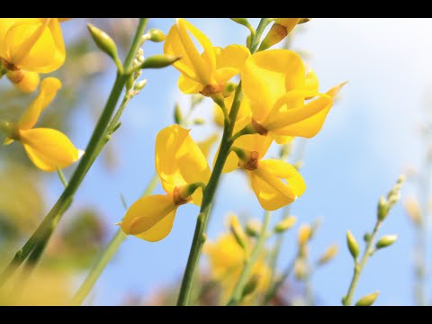 4  Voorbeden, mededelingen, slotlied