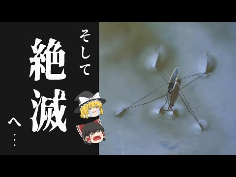 雨粒が当たったときのアメンボの動き