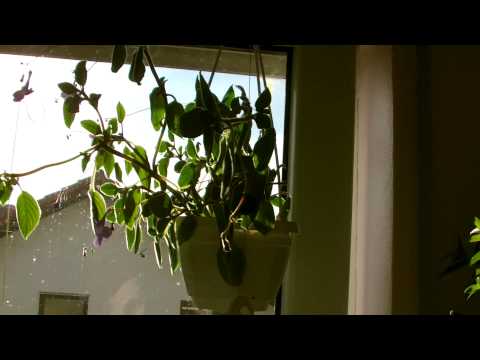 #8 ✨🍀 SAXORUM von den Stecklingen gezogen (Beschreibung unten)