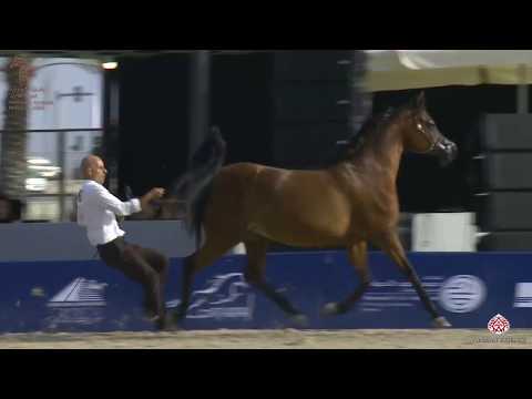 N 160 AJADORE   Asharqia Arabian Horse Classic 2020   Mares 7 9 Years Old Class 5