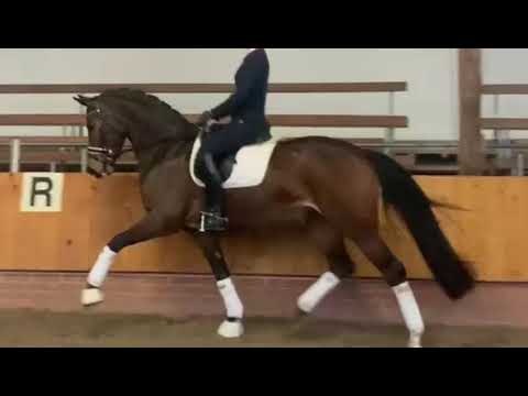 Faible 5-jährige Stute von Foundation x Hohenstein x Weltmeyer (verkauft)