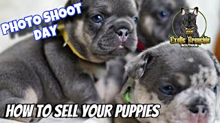 How to sell your puppies/Photo shoot. #frenchbulldog #frenchie #puppies #subscribe