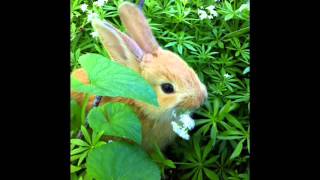 Arto Lindsay - Into shade