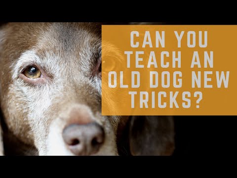 The Balanced K-9, LLC video.