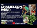 A day in the life of a Chameleon Wrangler!