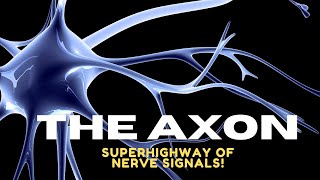 Axon Explained: Structure, Function & Role in Neurons