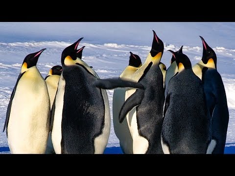 What is the difference between a male and female emperor penguin?