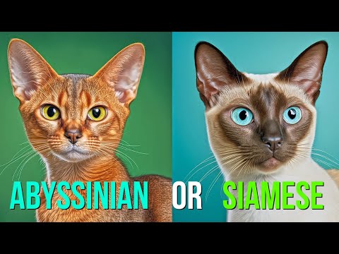 Which Cat is the Purr-fect Match for You? Abyssinian or Siamese?!