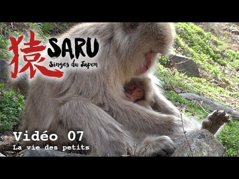 Saru - vidéo 07 - La vie des petits