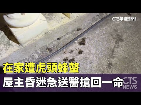 在家遭虎頭蜂螫　屋主昏迷急送醫搶回一命