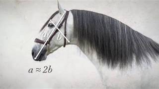 Comment détecter les qualités d'un Pure Race Espagnole ?