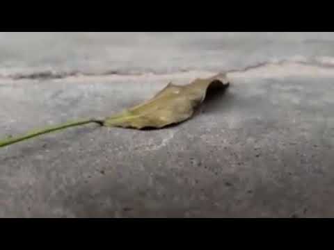 UNITED AND CONNECTED- GidNASTY-VICTOR INVINCIBLE-SMOKE-JC JEDOR - MIDNIGHT - LIL VIC - BREAKLIFE