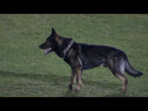 WUSV 2021 SVK 2  - ADRIANA NAGYOVÁ & GERO Z BEROUNSKÉ BAŠTY B 91